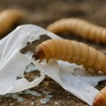 Caterpillari di cera: L’arma segreta della natura contro l’inquinamento da plastica (2025)